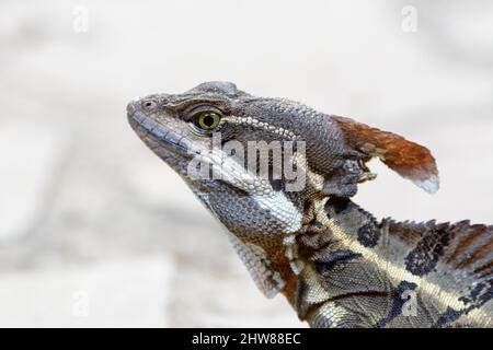 Jésus Christ Lizard ou basilisque commun (Basiliscus basiliscus), Parc national du Corcovado, Péninsule d'Osa, Costa Rica, Amérique centrale Banque D'Images