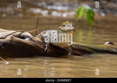 Un jeune crocodile américain (Crocodylus acutus) repose sur une branche de la rivière dans le parc national de Tortuguero, province de Limon, Costa Rica, Amérique centrale Banque D'Images