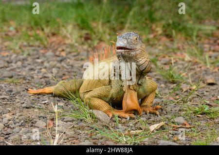 Iguana verte (iguana iguana), également connue sous le nom d'iguana américaine ou d'iguana verte commune, Costa Rica, Amérique centrale Banque D'Images