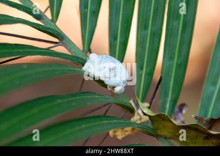 Une grenouille en verre bleu pâle reposant sur une feuille dans le parc national Manuel Antonio, province de Puntarenas, Quepos, Costa Rica, Amérique centrale Banque D'Images