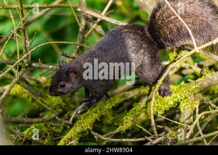 Gros plan d'un écureuil de randonnée au parc Stanley, Vancouver, C.-B., Canada Banque D'Images