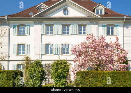 Gersau, Suisse - 27 mars 2017 : immeuble suisse traditionnel d'époque. Le Magnolia fleurit devant la maison. Banque D'Images