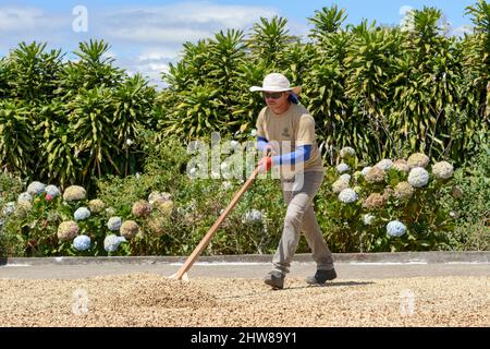 Un ouvrier costaricain ramasse des grains de café pour les sécher au soleil au Doka Coffee Estate, Alajuela, Costa Rica, Amérique centrale Banque D'Images