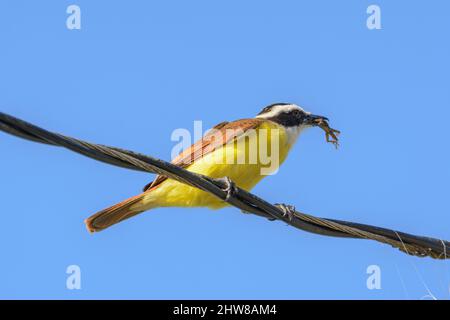 Grand kiskadee (Pitangus sulfuratus) manger un petit lézard dans le parc national de Tortuguero, province de Limon, Costa Rica, Amérique centrale Banque D'Images