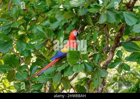 Une macarque (Ara macao) à la recherche de noix dans un amandier de plage (Terminalia catappa) dans le parc national du Corcovado, péninsule d'Osa, Costa Rica Banque D'Images