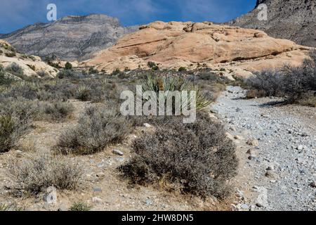 Red Rock Canyon, Nevada. La végétation le long de sentiers Réservoirs Calico. Au milieu. Yucca Mojave Banque D'Images