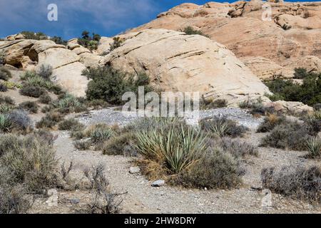 Red Rock Canyon, Nevada. Torréfaction Agave Pit le long sentier à Calico Tanks. Banque D'Images