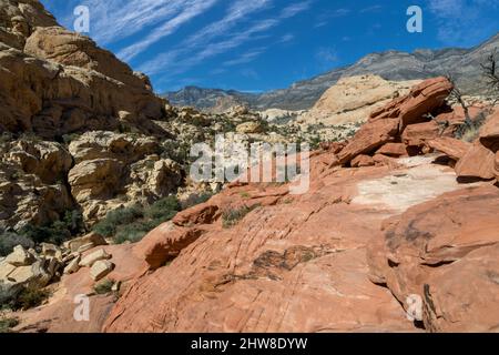 Red Rock Canyon, Nevada. En regardant de nouveau le long de la piste jusqu'aux chars Calico. La montagne de la Madre dans la Keystone s'élève en arrière-plan. Banque D'Images