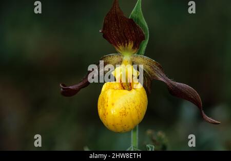 Petite glisseur de dame jaune au parc national de la Péninsule-Bruce Banque D'Images