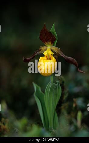 Petite glisseur de dame jaune au parc national de la Péninsule-Bruce Banque D'Images