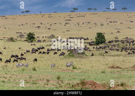 La Tanzanie. Serengeti. Des gnous et zèbres sur le Nord de la plaine du Serengeti. Banque D'Images