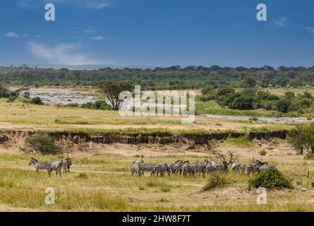 La Tanzanie. Serengeti. Approcher les zèbres des plaines de la rivière Mara sur leur migration vers le nord. Les véhicules de tourisme sur l'extrême droite sont en attente de choisir un bon vantag Banque D'Images