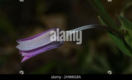 gros plan de fleurs d'anémone rose sauvage sur fond floral de verdure floue Banque D'Images
