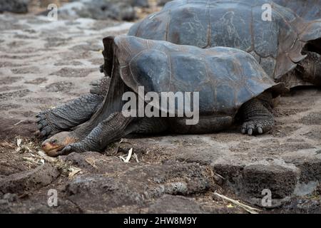 Deux tortues géantes Galapagos sur l'île de Santa Cruz, îles Galapagos Banque D'Images