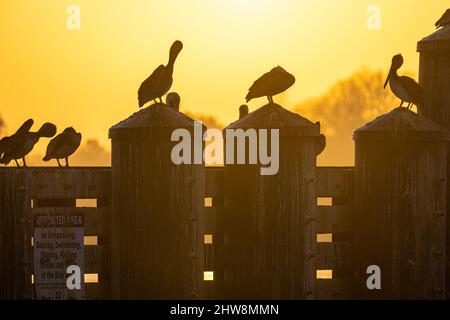 Pélicans lors de vols au débarcadère de ferry de la rivière A1A St. Johns, sur l'île de fort George, au lever du soleil à Jacksonville, en Floride. (ÉTATS-UNIS) Banque D'Images