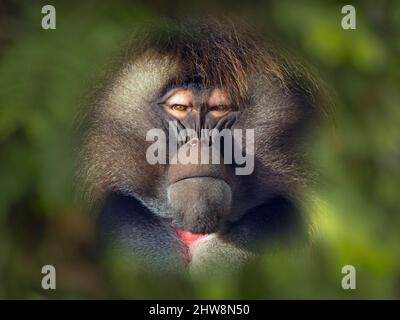 Gelada Baboon Theropithecus gelada Homme Banque D'Images