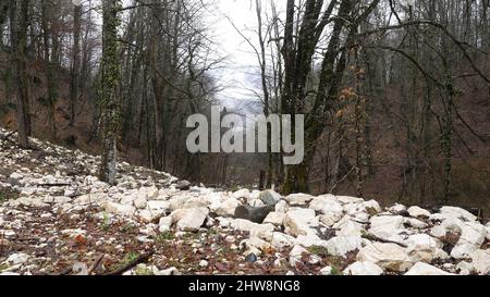 Ivy sur les arbres dans la forêt de brume.Gros plan de lierre poussant sur les arbres sur fond de troncs et de branches s'étendant dans la brume brumeuse.Forêt naturelle sauvage Banque D'Images