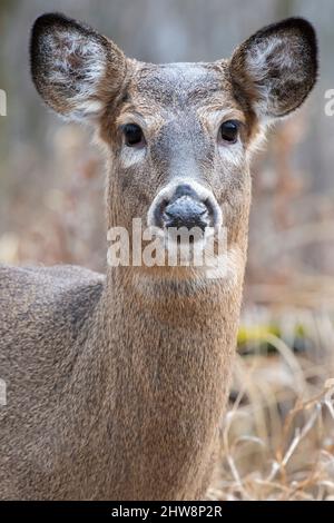 Cerf de Virginie, Docoileus virginianus, verges à cerfs, automne, Amérique du Nord, Par Dominique Braud/Dembinsky photo Assoc Banque D'Images