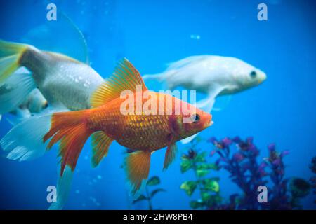 Poissons rouges et albinos dans un aquarium avec fond bleu Banque D'Images