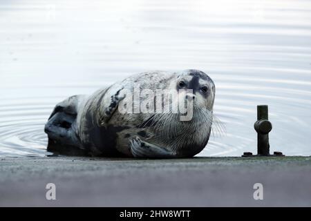 Phoque barbu, Erignathus barbatus, Shetland, Écosse, Royaume-Uni Banque D'Images