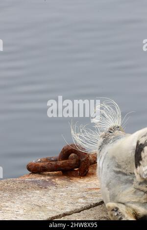 Phoque barbu, Erignathus barbatus, Shetland, Écosse, Royaume-Uni Banque D'Images