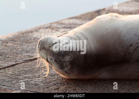 Phoque barbu, Erignathus barbatus, Shetland, Écosse, Royaume-Uni Banque D'Images