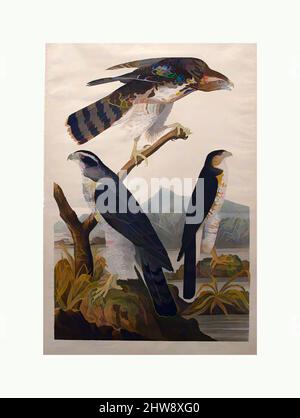 Art inspiré par Goshawk, Stanley Hawk (no 29), 1830, Print, 38 1/4 x 24 1/4, Prints, John James Audubon (américain (né en Haïti), les Cayes (Saint-Domingue) 1785–1851 New York, oeuvres classiques modernisées par Artotop avec une touche de modernité. Formes, couleur et valeur, impact visuel accrocheur sur l'art émotions par la liberté d'œuvres d'art d'une manière contemporaine. Un message intemporel qui cherche une nouvelle direction créative. Artistes qui se tournent vers le support numérique et créent le NFT Artotop Banque D'Images