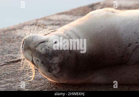 Phoque barbu, Erignathus barbatus, Shetland, Écosse, Royaume-Uni Banque D'Images