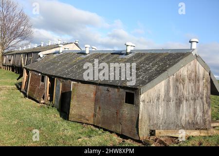 Domaine d'Auchencruive, Ayr, Ayrshire, Écosse, Royaume-Uni. Les restes d'une poule de poulet hutches utilisées par le collège agricole. Les restes de bois se tiennent dans un champ de la Tour Oswald une folie construite au 18th siècle par le propriétaire Banque D'Images