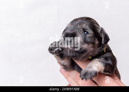 Un petit chiot nouveau-né d'un schnauzer miniature fait vagues son patte tout en étant assis dans la paume de son propriétaire sur un fond blanc. Bonjour petit chiot. Voiture pour animaux Banque D'Images