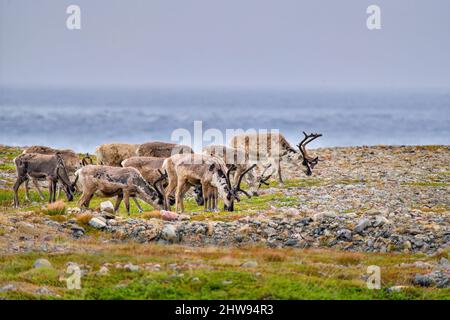 Le pâturage des rennes au bord de la mer de Barents en Norvège. La plus nord-est de placer dans les pays nordiques où vous pouvez voir des rennes. Banque D'Images