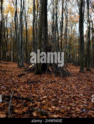 Plan vertical des grands arbres de la forêt avec des feuilles rouges sur le sol Banque D'Images