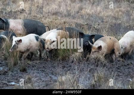 British Saddleback et Gloucester Old Spot cochons dans un terrain boueux, au Royaume-Uni Banque D'Images