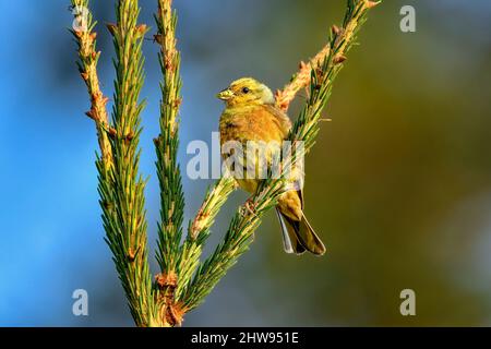 Yellowhammer avec de la nourriture dans le bec Banque D'Images