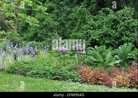 Allium Globemaster fleurit dans un jardin en mai avec Iris pallida Variegata, Geranium et Heuchera Banque D'Images