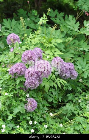 Allium Globemaster fleurit dans un jardin en mai Banque D'Images