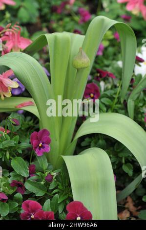 Allium macleanii se prépare à fleurir le lit de fleur de ina avec des pansies rouges foncé Banque D'Images