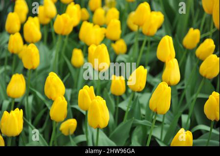 Tulipes de Triumph jaune (Tulipa) Lady Margot fleurit dans un jardin en avril Banque D'Images