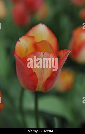 Tulipes triumph rouges (Tulipa) Lady Suzanne fleurit dans un jardin en avril Banque D'Images