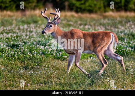 Buck de cerf de Virginie au crépuscule. Banque D'Images