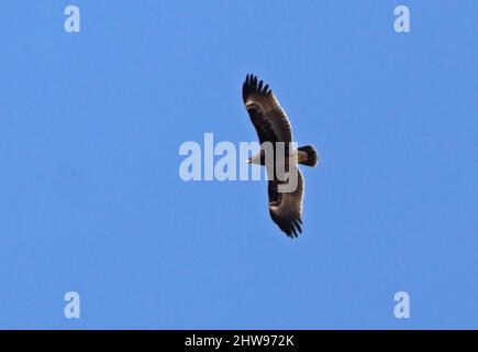 Aigle steppé (Aquila nipalensis) adulte en vol Oman Décembre Banque D'Images