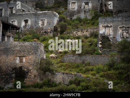 Des moutons se broutent dans la rue du village grec abandonné Kayakoy en Turquie Banque D'Images