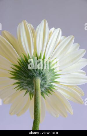 Gros plan sur le verso d'une Gerbera Daisy blanche présentant des détails collés sur un arrière-plan clair et Uni. Banque D'Images