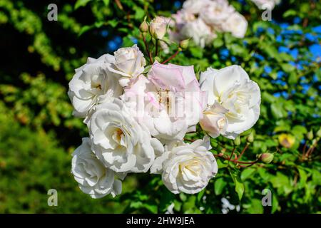 Bush avec de nombreuses roses blanches délicates en pleine fleur et des feuilles vertes dans un jardin dans un beau jour d'été, magnifique extérieur floral fond photographié Banque D'Images