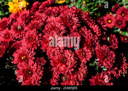 Beaucoup de fleurs de Chrysanthemum x morifolium rouge vif dans un jardin dans un jour ensoleillé d'automne, magnifique arrière-plan coloré extérieur photographié avec des foyers doux Banque D'Images