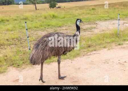 Photographie d'un grand émeu adulte sur une piste de terre dans les plateaux centraux de la Nouvelle-Galles du Sud en Australie. Banque D'Images