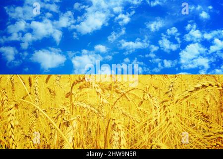 Champ de blé d'or et ciel bleu en forme et couleur de drapeau ukrainien. Banque D'Images