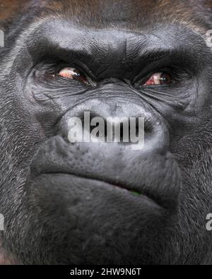Gros plan extrême d'un gorille à silverback des basses terres de l'Ouest adulte Banque D'Images