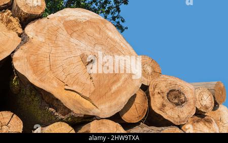 Gros plan de sections transversales de bois empilés sur pile avec ciel bleu clair. Vue avant des troncs coupés en forme d'obus sur le tas sous une branche d'arbre verte. Banque D'Images