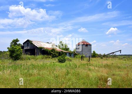 La grange en bois desolate et derelict est surcultivée avec des mauvaises herbes et des vignes. Le toit en étain est rouillé et les planches sont cassées et manquantes. Silo se tient derrière ba Banque D'Images